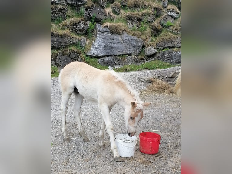 Haflinger / Avelignese Stallone  155 cm in F&#xFC;gen