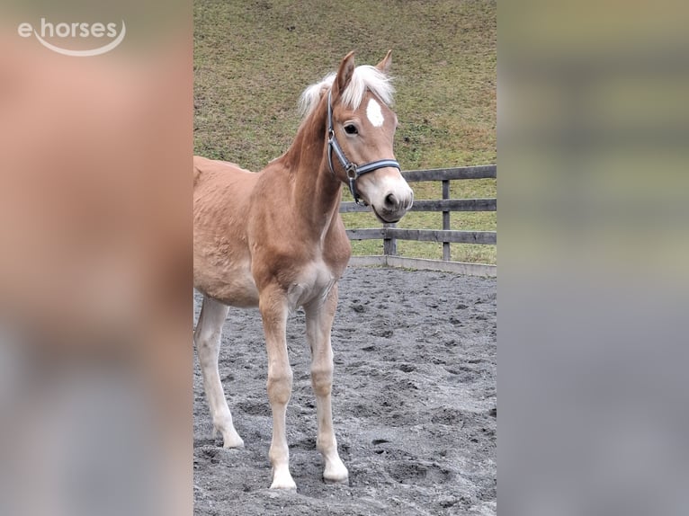 Haflinger / Avelignese Stallone Puledri (03/2026) 155 cm Falbo in Nauders