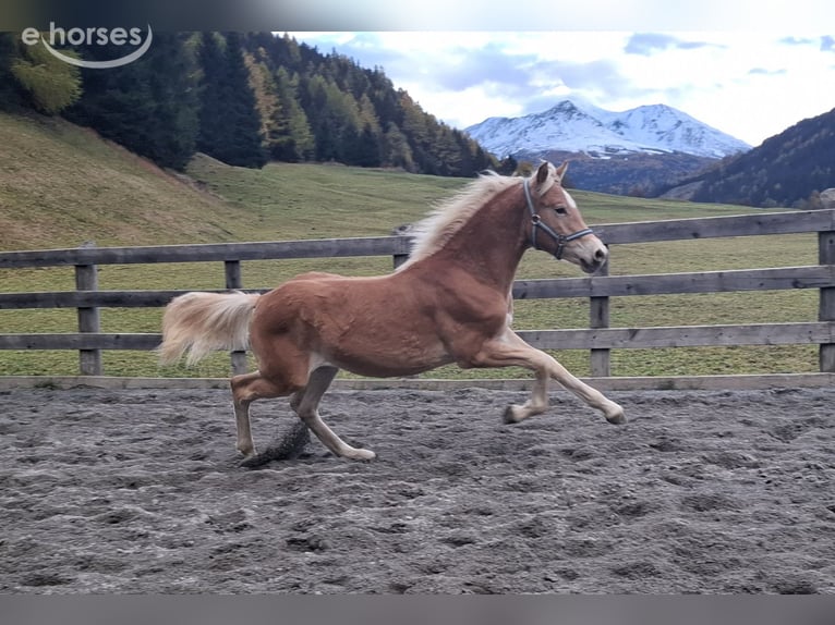 Haflinger / Avelignese Stallone Puledri (03/2026) 155 cm Sauro in Nauders