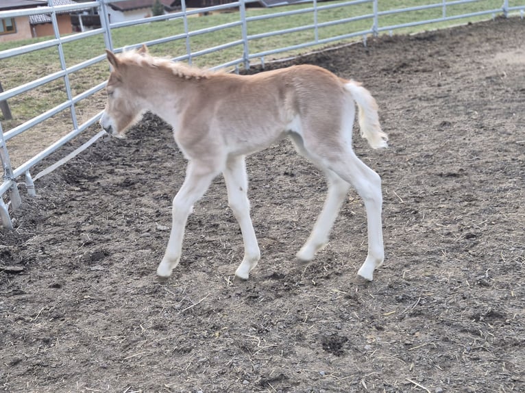Haflinger / Avelignese Stallone Puledri (03/2026)  in Gschnitz