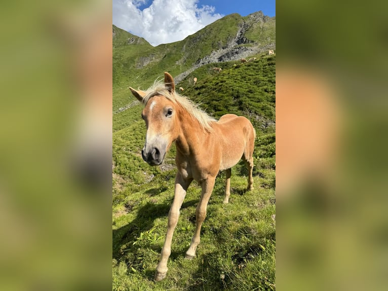 Haflinger / Avelignese Stallone Puledri (03/2026)  in Gschnitz