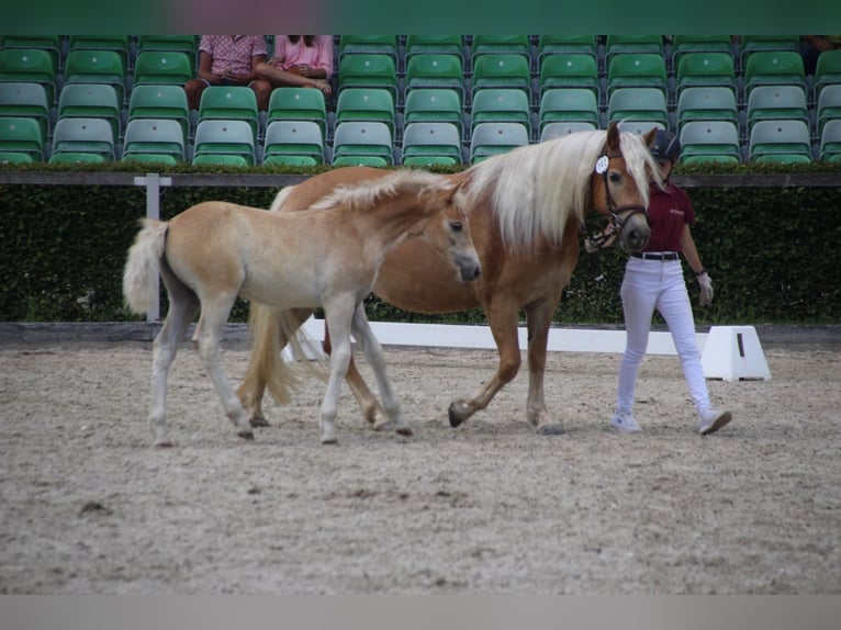 Haflinger / Avelignese Stallone Puledri (04/2026) Sauro in Döbeln