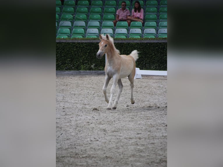 Haflinger / Avelignese Stallone Puledri (04/2026) Sauro in Döbeln