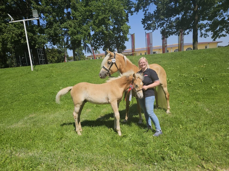Haflinger / Avelignese Stallone Puledri (05/2025) Sauro in St. Aegidi