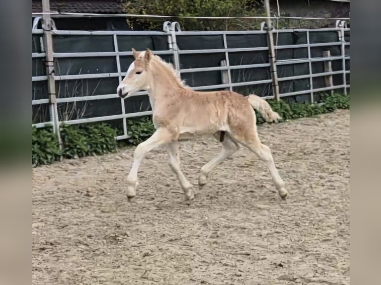 Haflinger / Avelignese Stallone  Sauro in Borchen