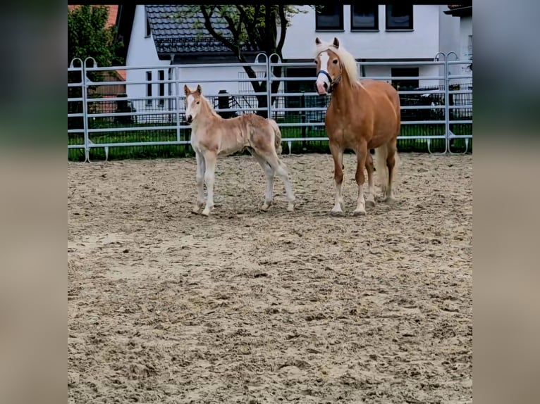 Haflinger / Avelignese Stallone  Sauro in Borchen