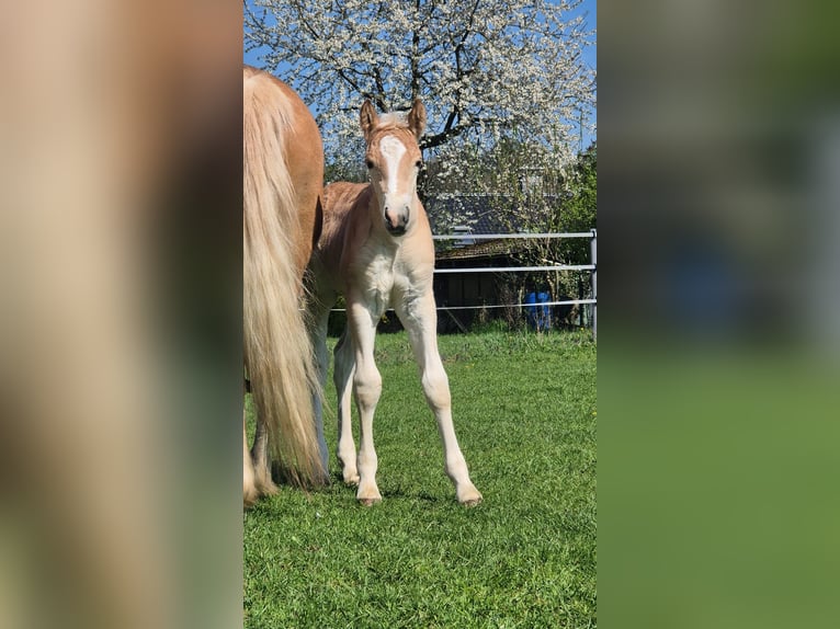 Haflinger / Avelignese Stallone  Sauro in Borchen