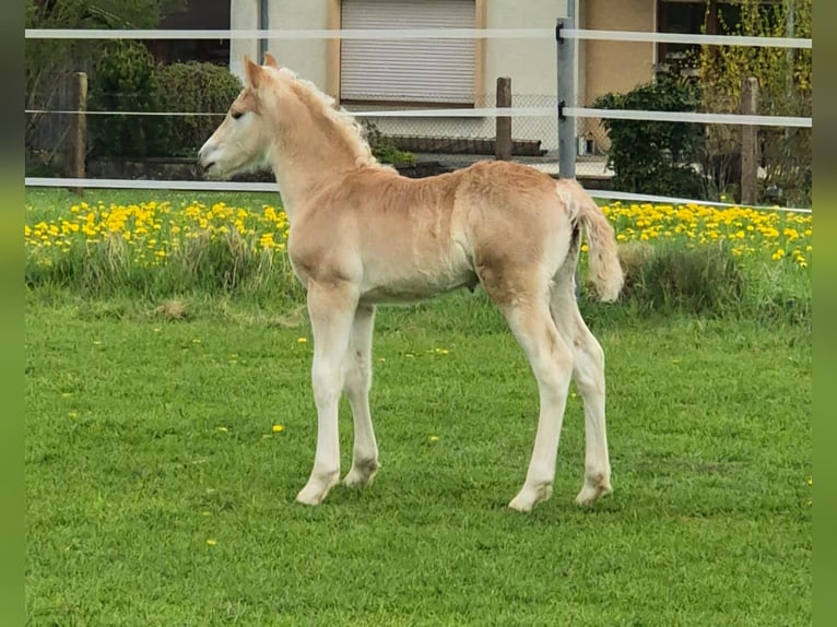 Haflinger / Avelignese Stallone  Sauro in Borchen