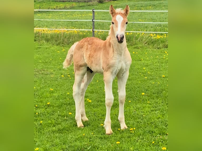 Haflinger / Avelignese Stallone  Sauro in Borchen