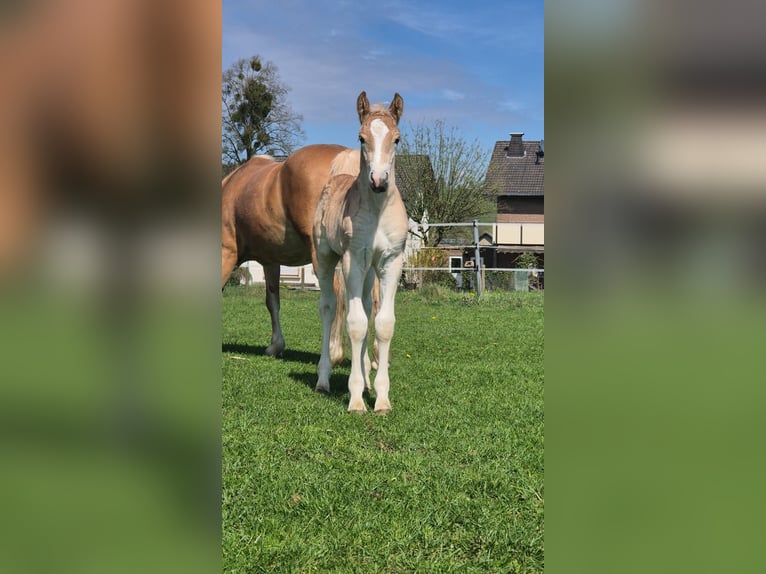 Haflinger / Avelignese Stallone  Sauro in Borchen