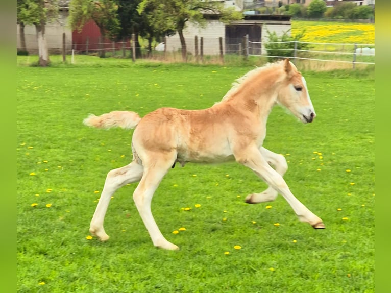 Haflinger / Avelignese Stallone  Sauro in Borchen
