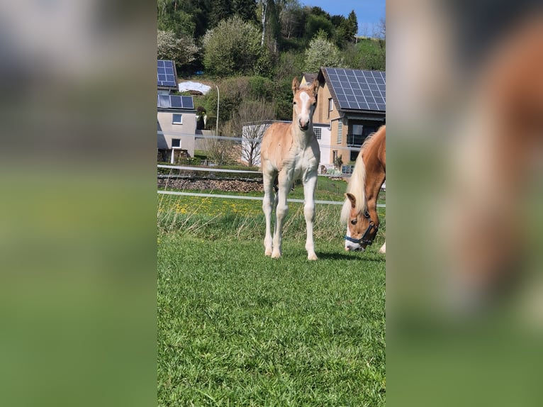 Haflinger / Avelignese Stallone  Sauro in Borchen