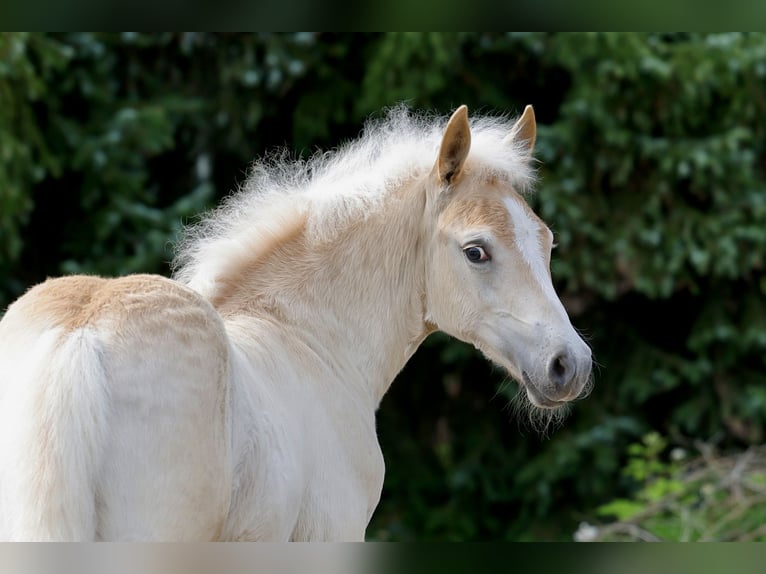 Haflinger / Avelignese Stallone Puledri (04/2026) Sauro in Wittingen