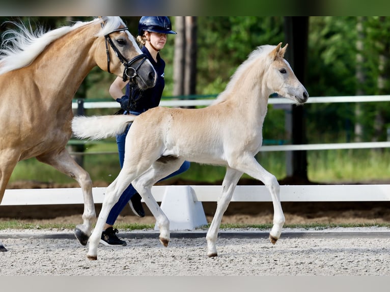 Haflinger / Avelignese Stallone Puledri (05/2026) Sauro in Wittingen