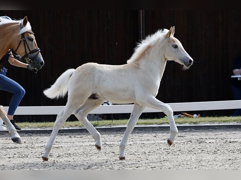 Haflinger / Avelignese Stallone Puledri (04/2026) Sauro in Wittingen