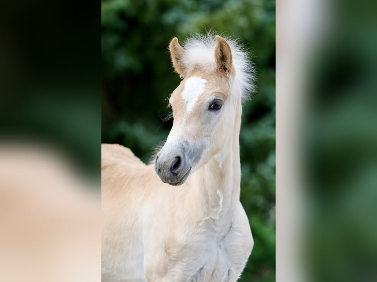 Haflinger / Avelignese Stallone Puledri (05/2026) Sauro in Wittingen
