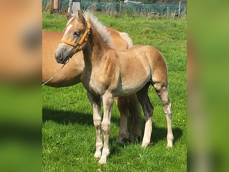 Haflinger / Avelignese Stallone Puledri (04/2025) Sauro in Meckenbach