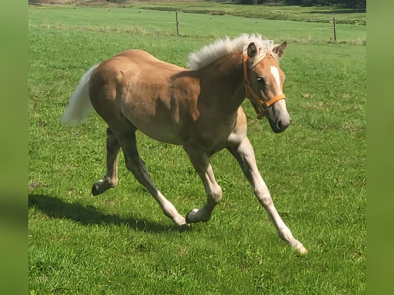 Haflinger / Avelignese Stallone Puledri (04/2025) Sauro in Meckenbach