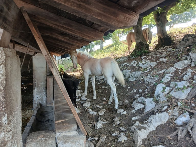 Haflinger / Avelignese Stallone Puledri (03/2026) Sauro in Mori