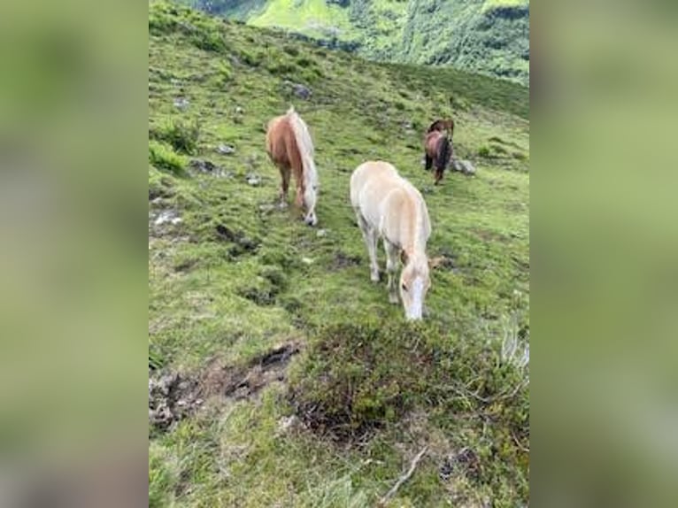 Haflinger / Avelignese Stallone Puledri (04/2025) Sauro in Kl&#xF6;sterle