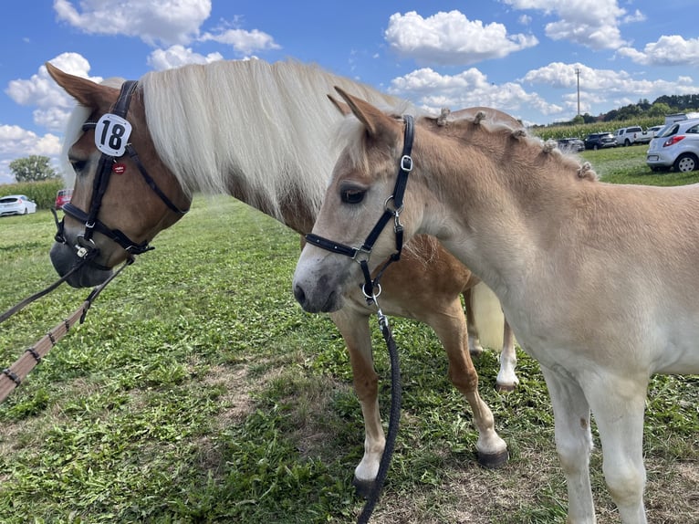 Haflinger / Avelignese Stallone Puledri (05/2026) Sauro in RaublingRaubling