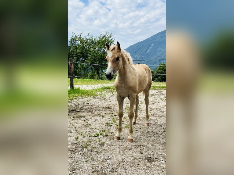 Haflinger / Avelignese Stallone Puledri (05/2026) Sauro in Admont