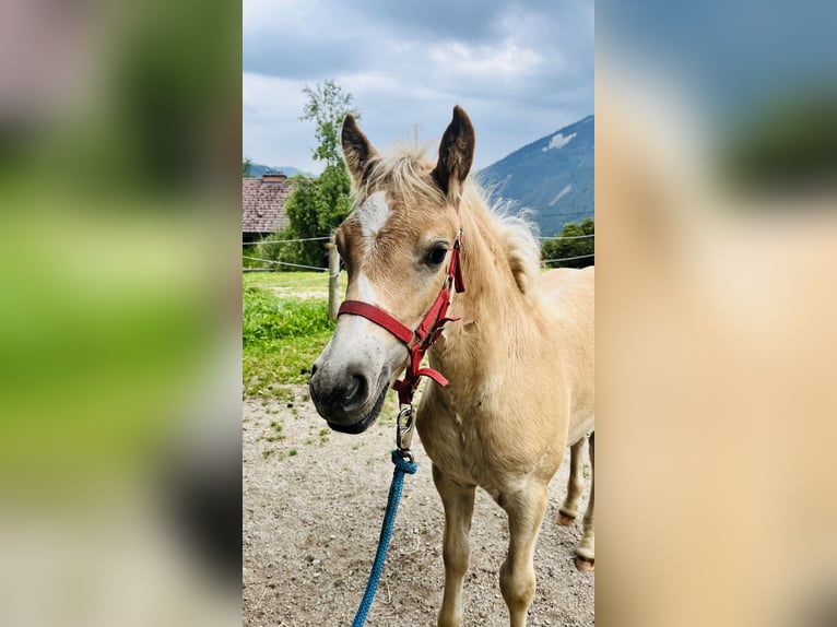 Haflinger / Avelignese Stallone Puledri (05/2026) Sauro in Admont