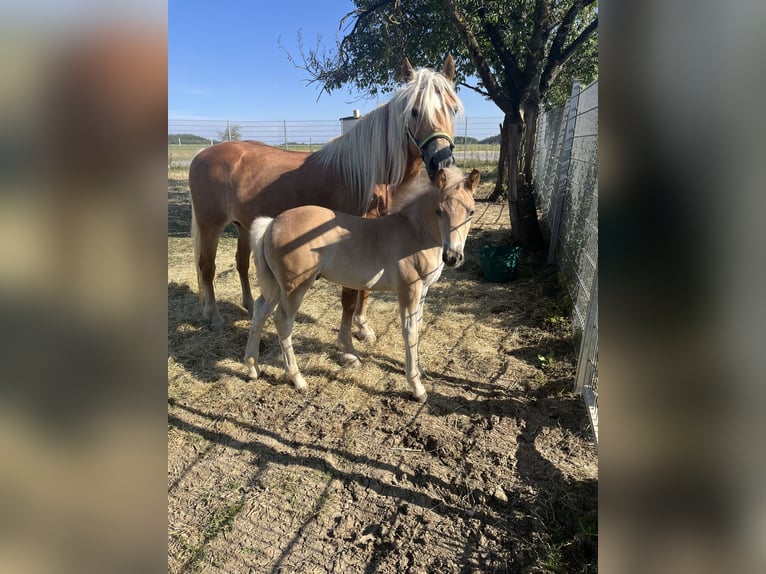 Haflinger / Avelignese Stallone Puledri (05/2026) Sauro in Gerstetten