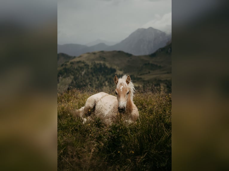 Haflinger / Avelignese Stallone Puledri (03/2026) Sauro in Großarl