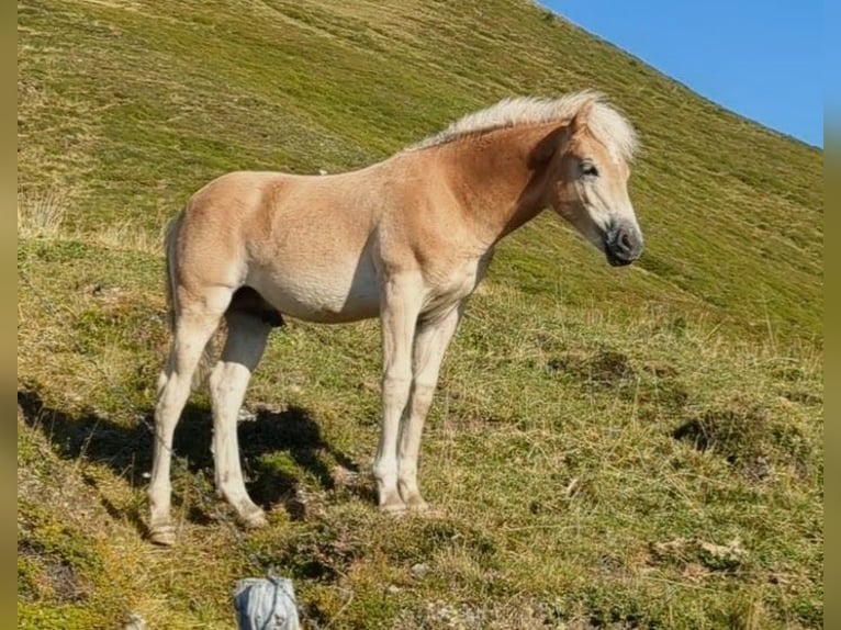 Haflinger / Avelignese Stallone Puledri (03/2026) Sauro in Großarl