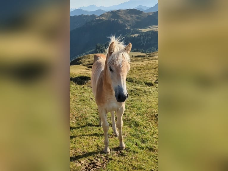 Haflinger / Avelignese Stallone Puledri (03/2026) Sauro in Großarl