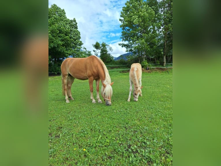Haflinger / Avelignese Stallone Puledri (04/2026) Sauro in Au