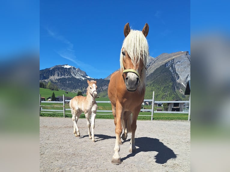 Haflinger / Avelignese Stallone Puledri (04/2026) Sauro in Au