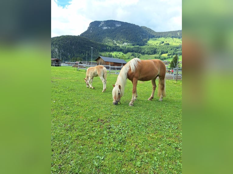 Haflinger / Avelignese Stallone Puledri (04/2026) Sauro in Au