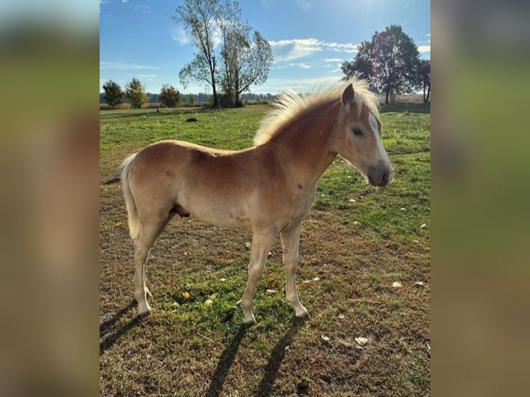 Haflinger / Avelignese Stallone Puledri (01/2026) Sauro in Calau