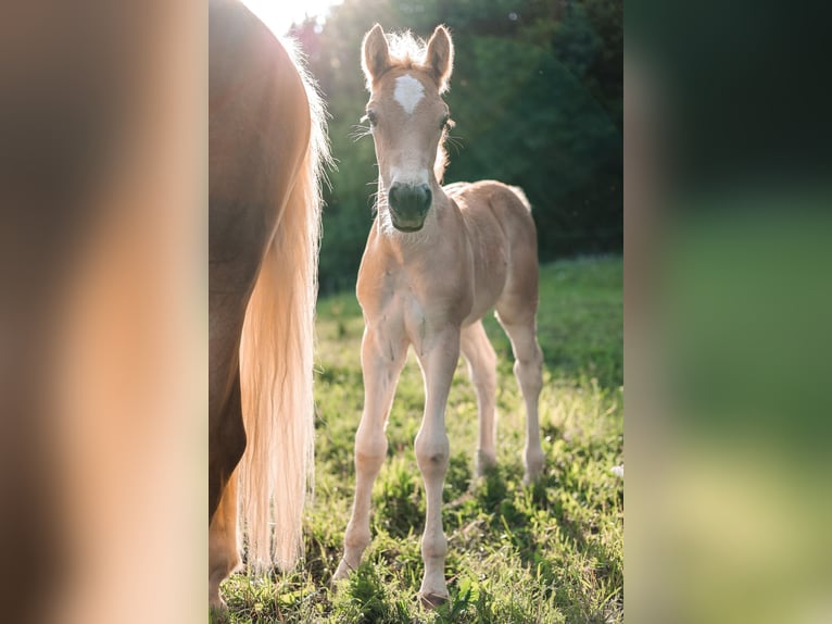 Haflinger / Avelignese Stallone Puledri (05/2026) Sauro in Feldkirchen