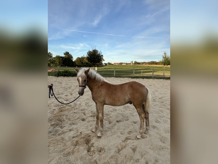 Haflinger / Avelignese Stallone Puledri (04/2026) Sauro in Graben