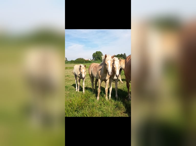 Haflinger / Avelignese Stallone Puledri (05/2025) Sauro in H&#xF6;chstadt an der Aisch