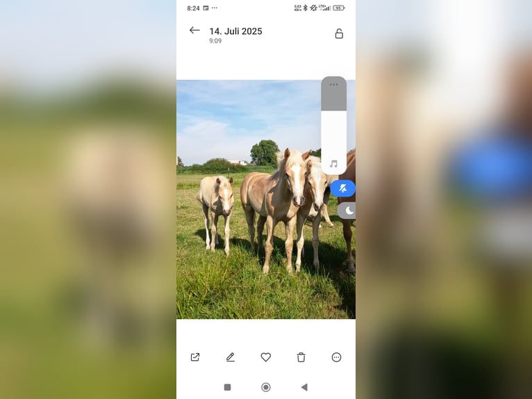 Haflinger / Avelignese Stallone Puledri (05/2025) Sauro in H&#xF6;chstadt an der Aisch