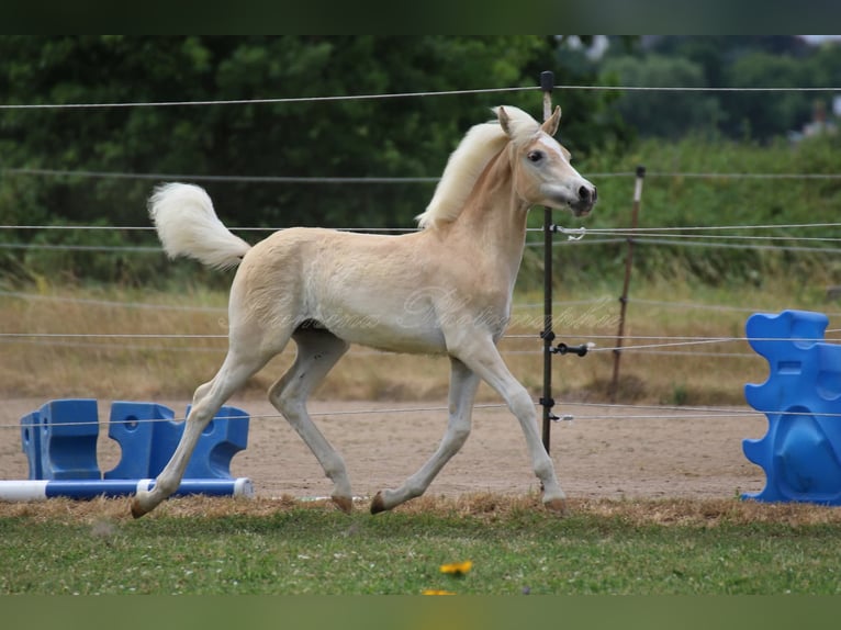Haflinger / Avelignese Stallone Puledri (05/2025) Sauro in H&#xF6;chstadt an der Aisch