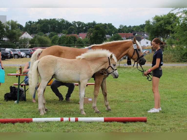 Haflinger / Avelignese Stallone Puledri (05/2025) Sauro in H&#xF6;chstadt an der Aisch