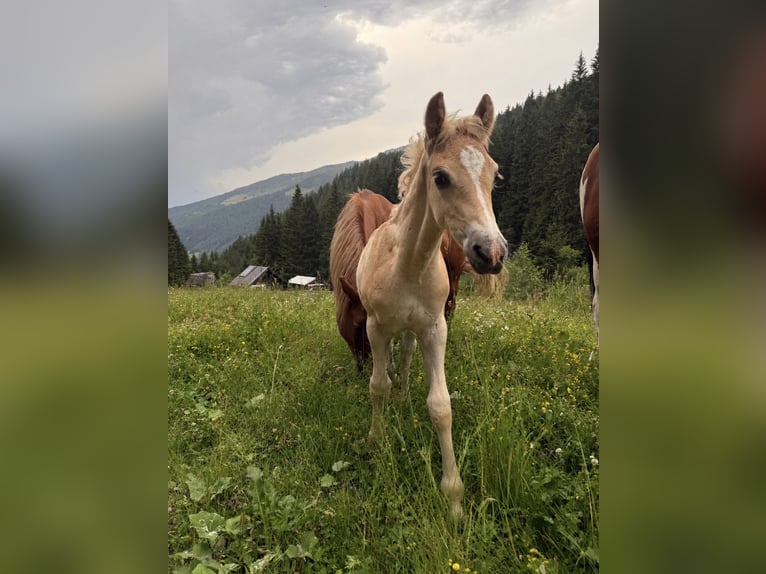 Haflinger / Avelignese Mix Stallone Puledri (06/2026) Sauro in Navis