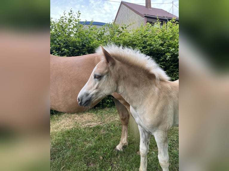 Haflinger / Avelignese Stallone Puledri (04/2026) Sauro in Nohfelden