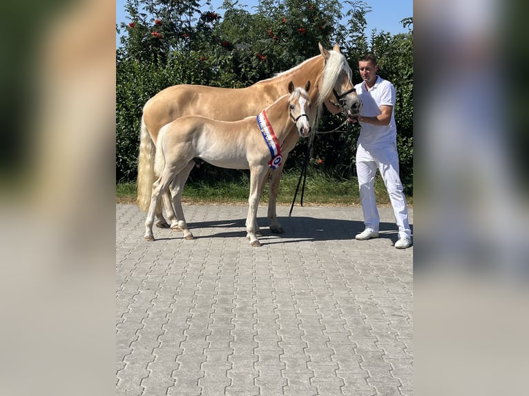 Haflinger / Avelignese Stallone Puledri (04/2026) Sauro in Teuge