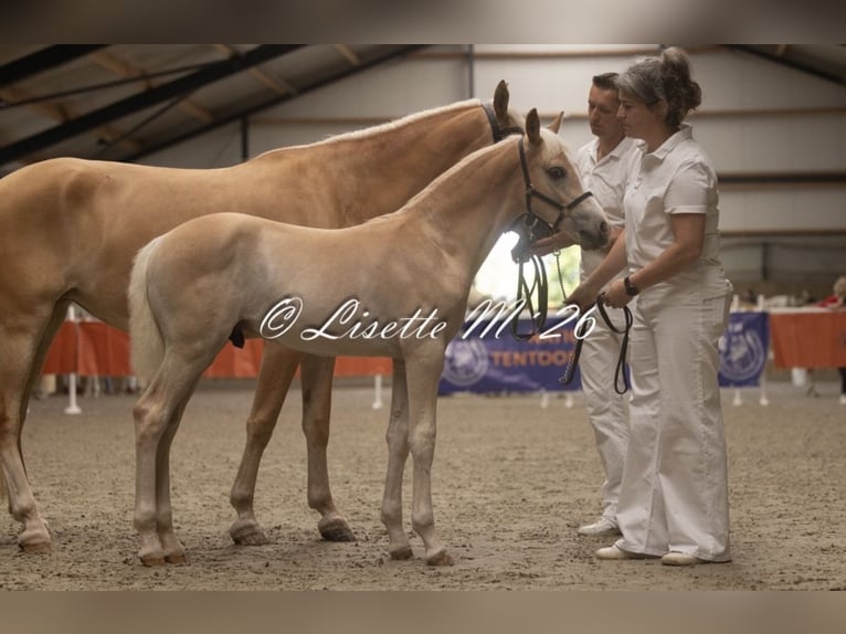 Haflinger / Avelignese Stallone Puledri (04/2026) Sauro in Teuge