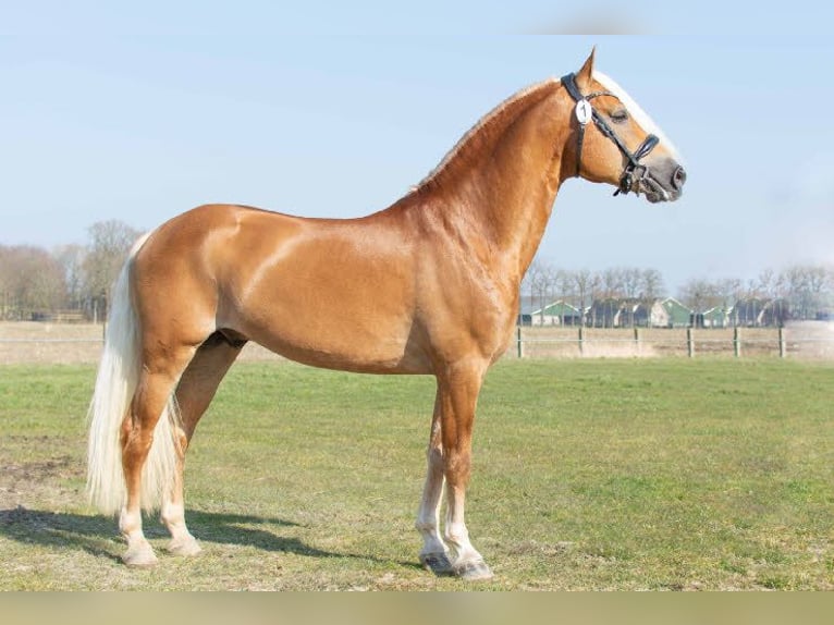 Haflinger / Avelignese Stallone Puledri (04/2026) Sauro in Teuge