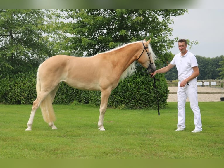 Haflinger / Avelignese Stallone Puledri (04/2026) Sauro in Teuge