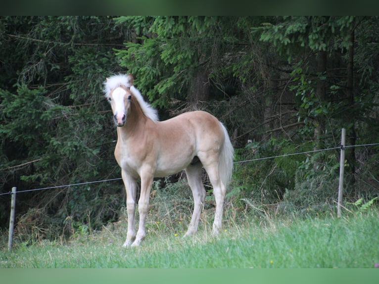 Haflinger / Avelignese Stallone Puledri (02/2025) Sauro ciliegia in Krottendorf - Gaisfeld