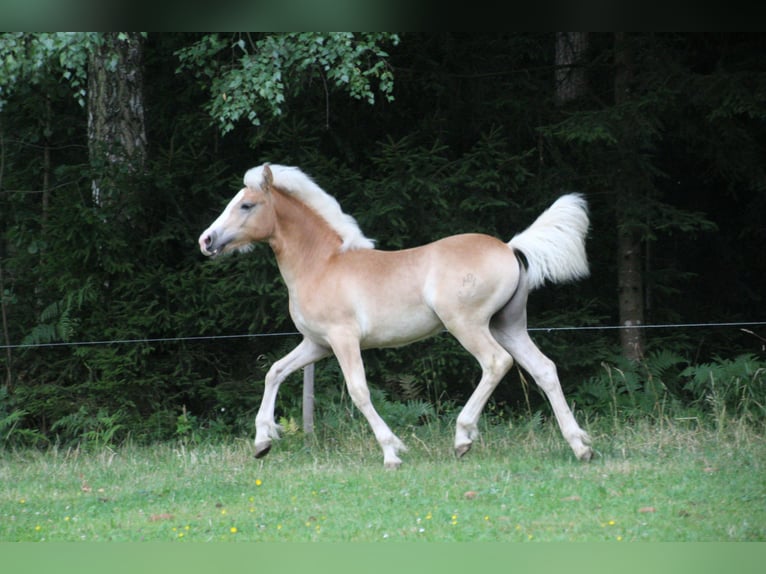 Haflinger / Avelignese Stallone Puledri (02/2025) Sauro ciliegia in Krottendorf - Gaisfeld