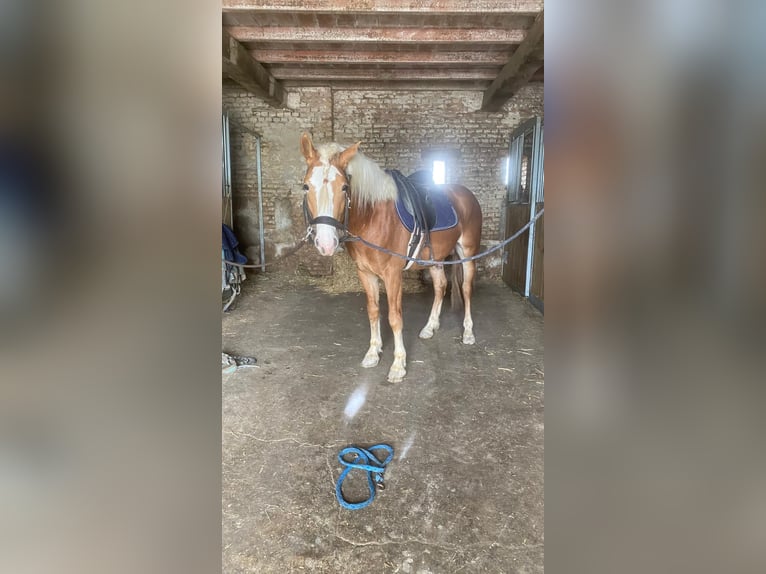 Haflinger / Avelignese Stallone Sauro in Juvincourt et Damary